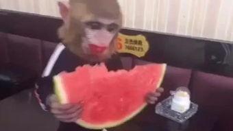 视频猴王吃瓜