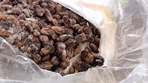 吃瓜吃出蚕蛹味,吃瓜尝出蚕蛹风味，揭秘夏日美食新体验