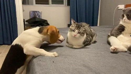 吃瓜群众好抢眼,揭秘网络热议背后的焦点人物