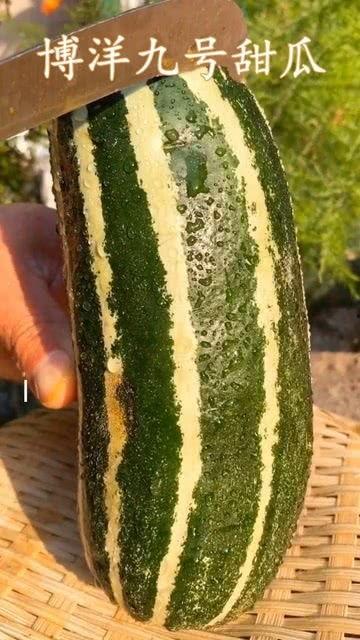 这瓜熟了可以吃,探索成熟瓜果的诱人魅力