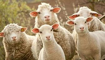 羊羊羊吃瓜,羊羊羊的夏日瓜果盛宴