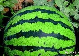 看着像吃瓜,揭秘“吃瓜群众”背后的趣味与真相