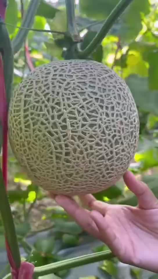 水仙蜜瓜怎么吃,多汁美味，轻松享用的夏日佳果