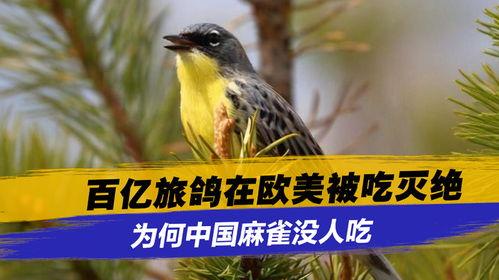 麻雀会吃瓜,揭秘鸟类食性中的奇妙现象