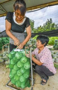 故城县吃瓜,瓜香四溢，品味夏日田园风情