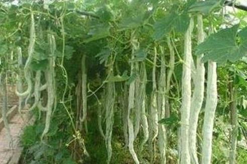 小孩吃蛇瓜好吗怎么吃