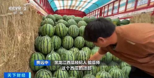 数梦工场 吃瓜,揭秘“吃瓜”背后的科技力量