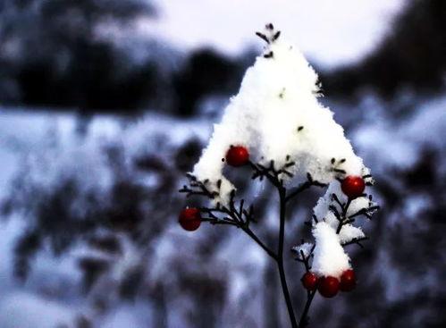吃瓜的雪落,一场别开生面的吃瓜盛宴